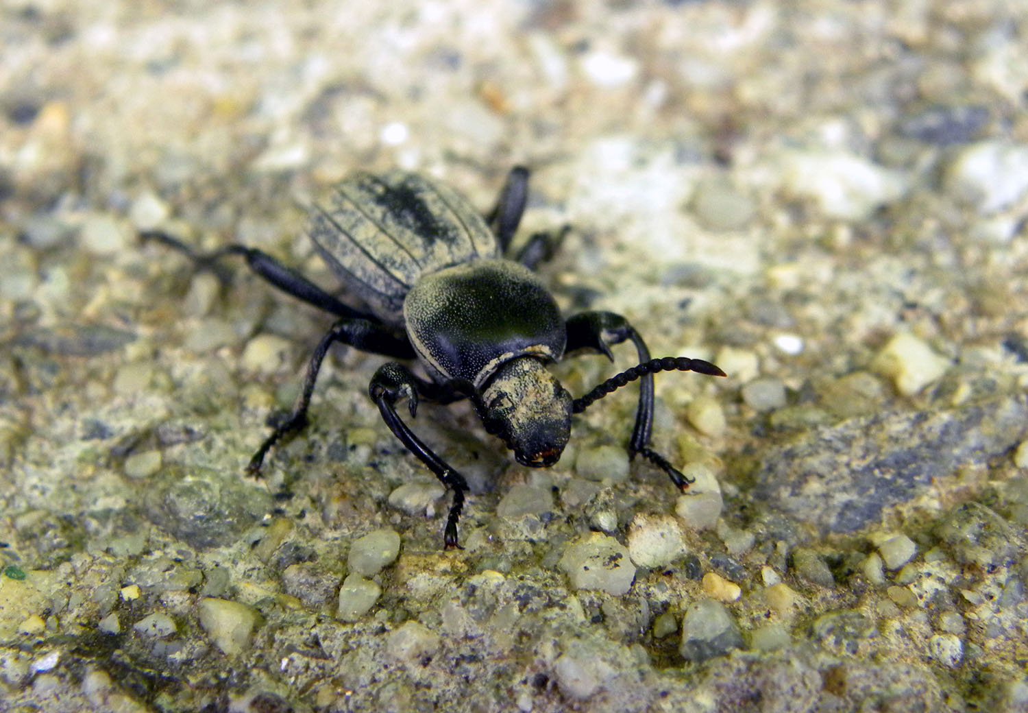 Scaurus striatus, Tenebrionidae